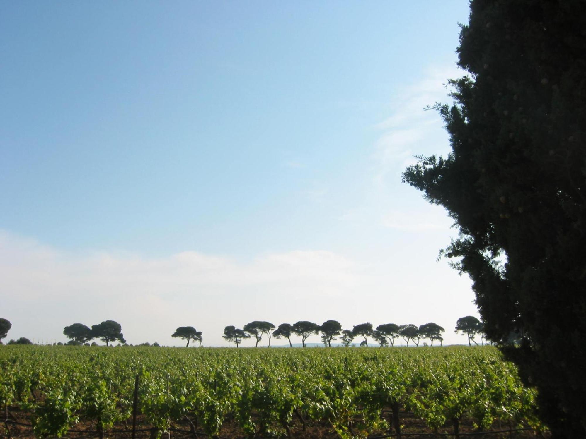 Domaine La Yole Wine Resort Vendres Esterno foto